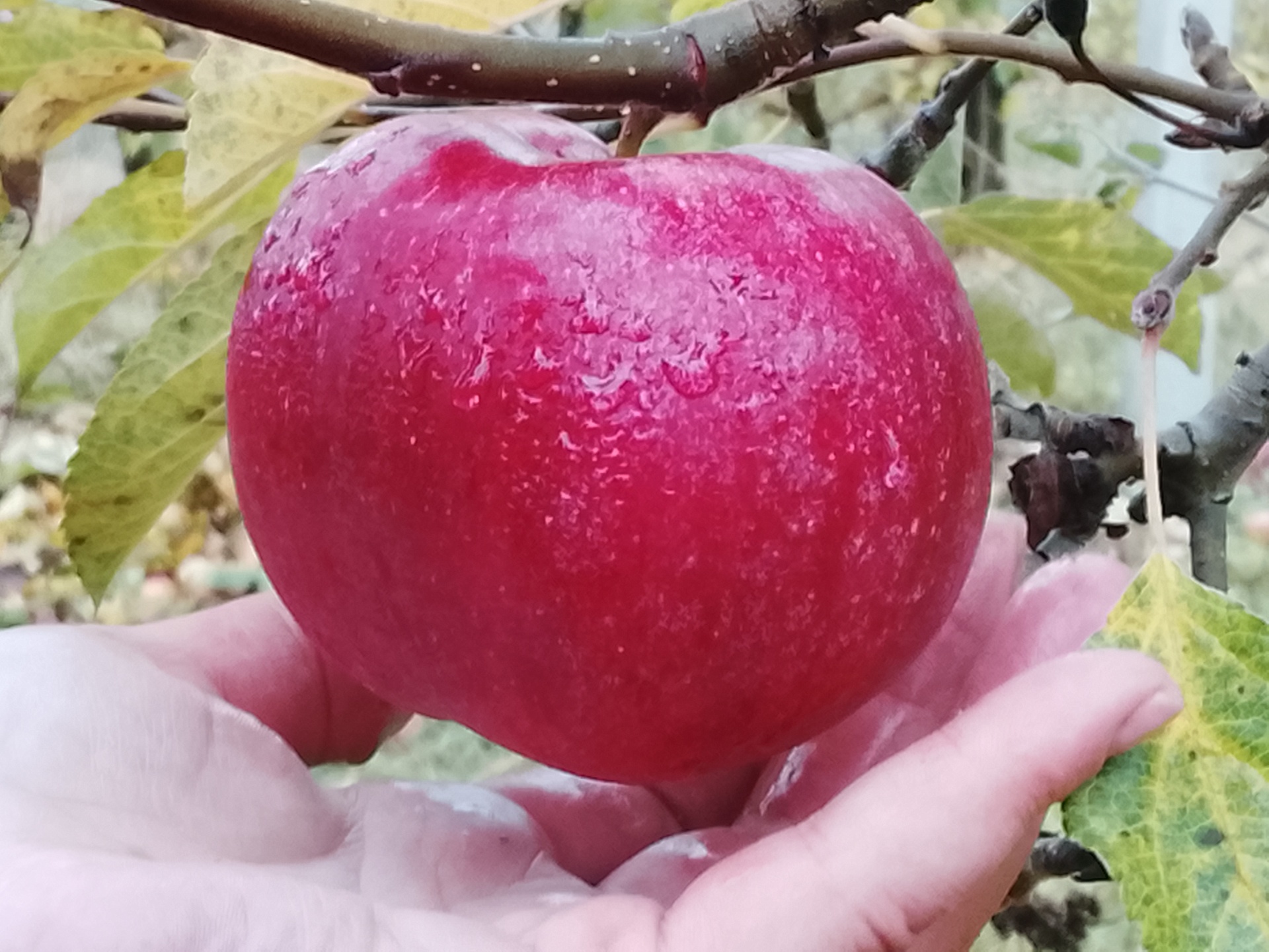 apple quality Q q21EOt